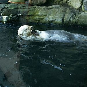 Northern sea otter - March 2009
