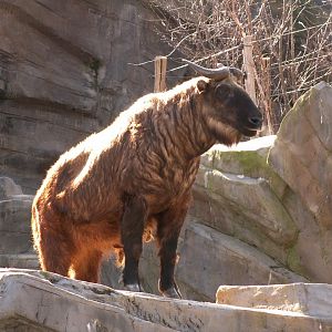 Mishmi takin - March 2009