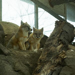 Swift fox - March 2009