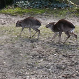 Western blue duikers - March 2009