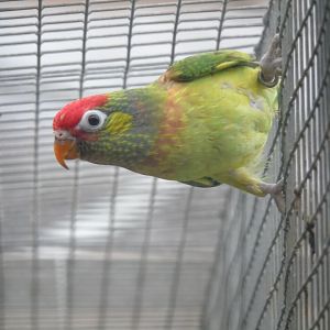 Varied lorikeet - August 2018 (breeding station La Vera)