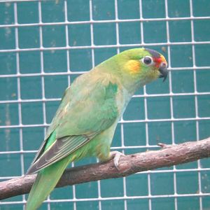 Purple-crowned lorikeet - August 2018 (breeding station La Vera)