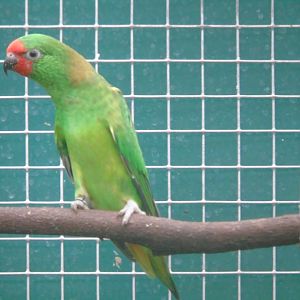 Little lorikeet - August 2018 (breeding station L Vera)