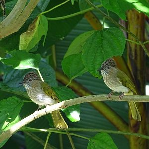 Mountain bulbul (Ixos mcclellandii peracensis)