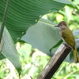 Mountain bulbul (Ixos mcclellandii peracensis)
