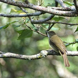 Olive bulbul (Iole viridescens cinnamomeoventris)