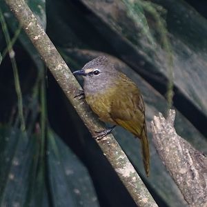 Flavescent bulbul (Pycnonotus flavescens vividus)