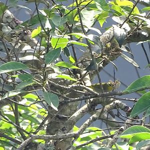 Hume's white-eye (Zosterops auriventer wetmorei)
