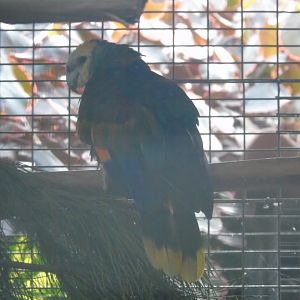 St.Vincent amazon  - August 2018 (breeding station La Vera)