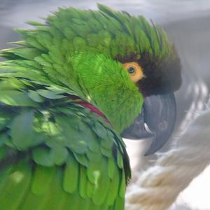 Maroon-fronted parrot - August 2018 (breeding station La Vera)