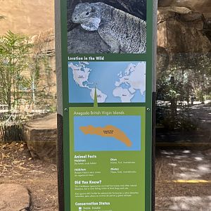 Anegada Island Iguana