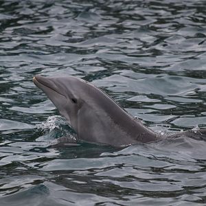 Bottlenose dolphin