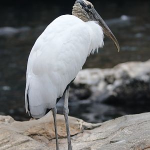 Wood stork