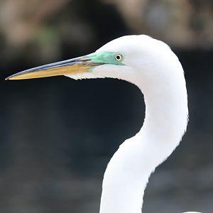 Great egret