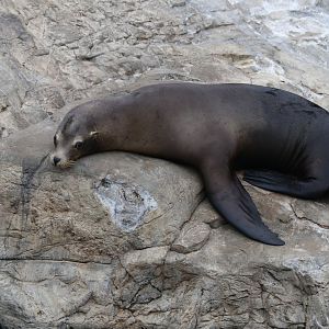 Sea lion