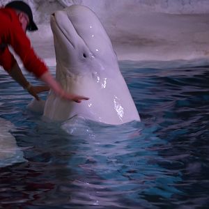 Beluga whale with trainer