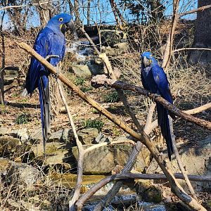 Nashville Zoo - Hyacinth Macaws