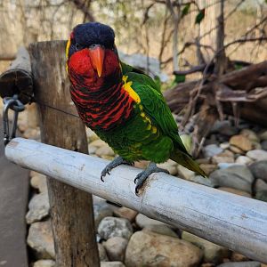 Nashville Zoo - Ornate Lorikeet