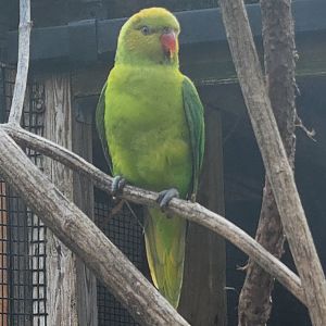 Nashville Zoo - Olive-headed (Perfect) Lorikeet