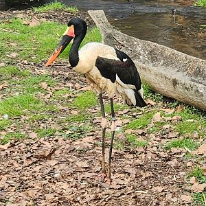 Nashville Zoo - Saddlebill Stork
