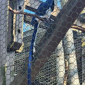 Nashville Zoo - Black-throated Magpie Jay