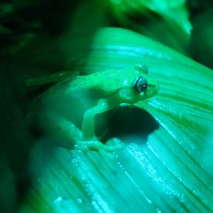 Nashville Zoo - Boana punctata