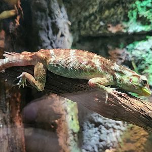 Nashville Zoo - Anolis ricordii