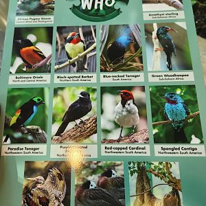 Nashville Zoo - Current aviary roster