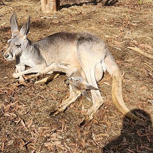 Nashville Zoo - Red Kangaroo with joey