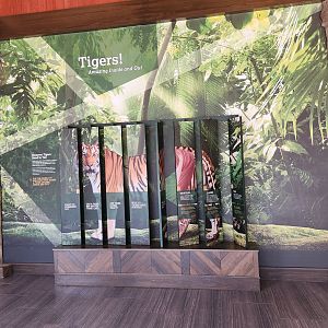 Nashville Zoo - Tiger  anatomy