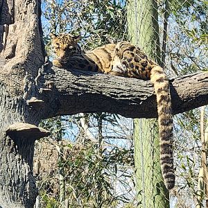 Nashville Zoo - Clouded Leopard