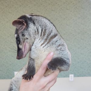Nashville Zoo - Banded Palm Civet