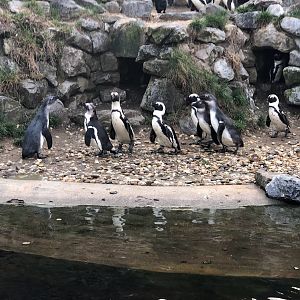 Burger's Zoo- African penguins- 2022
