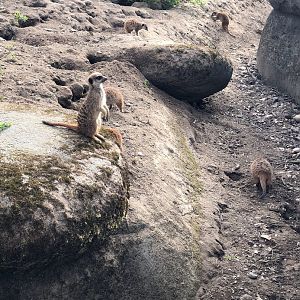 Burger's Zoo- meerkats- 2022