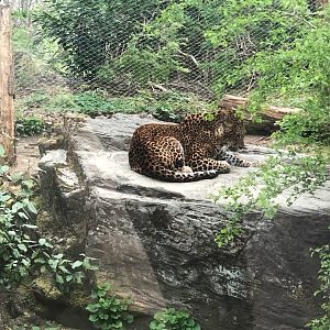 Burger's Zoo- Sri Lankan leopard- 2022