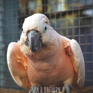 Salmon crested cockatoo
