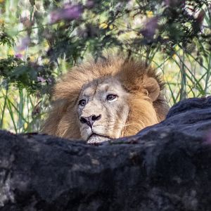 African Lion