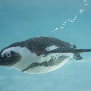 African Penguin