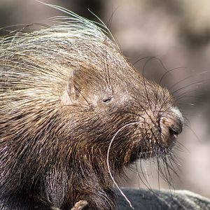 Crested Porcupine