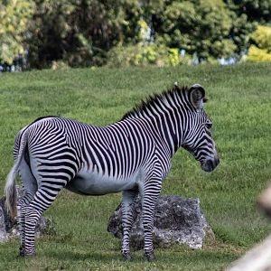 Grevy's Zebra