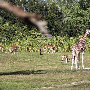 Giraffes and Impala