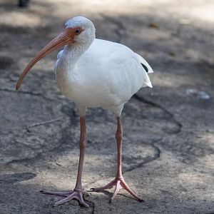 White Ibis