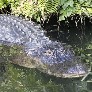 American Alligator