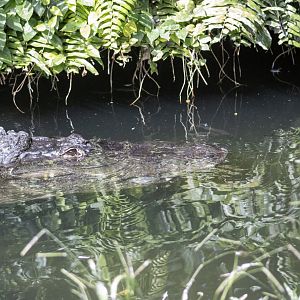 American Alligator