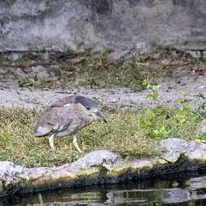 Black-crowned Night Heron