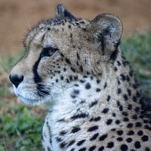 Cheetah