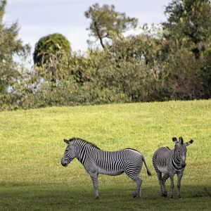 Grevy's Zebra