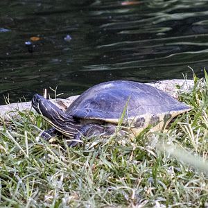 Florida Chicken Turtle