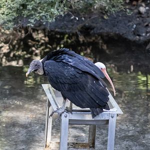 Black Vulture