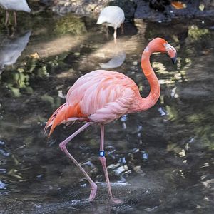 American Flamingo